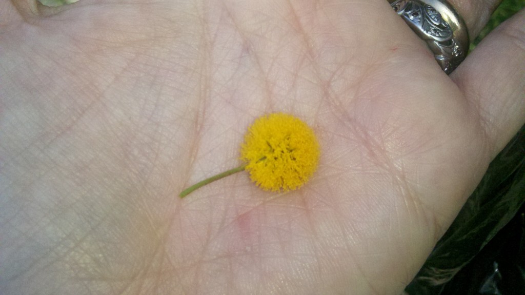 Mimosa blossom