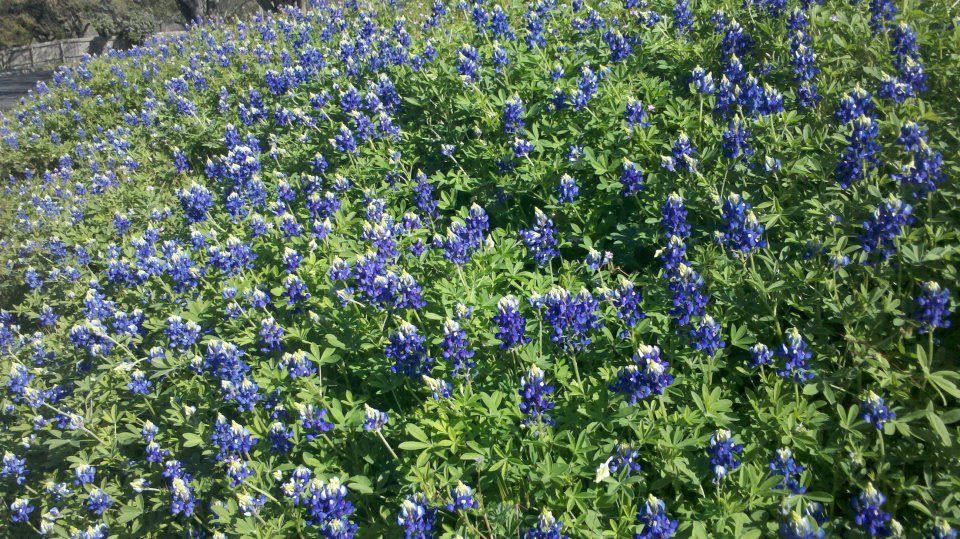 Bluebonnets