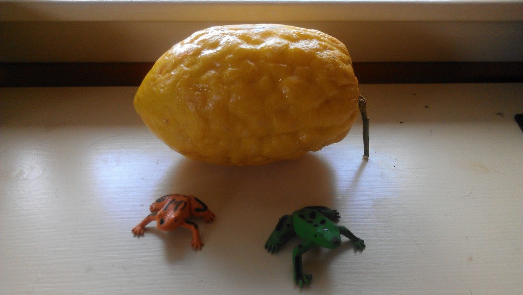 Etrog and frogs